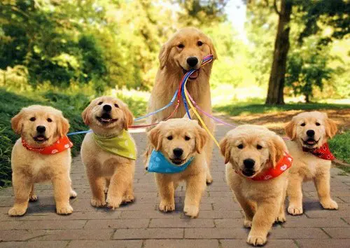 Happy Family 9 Happy Family 9